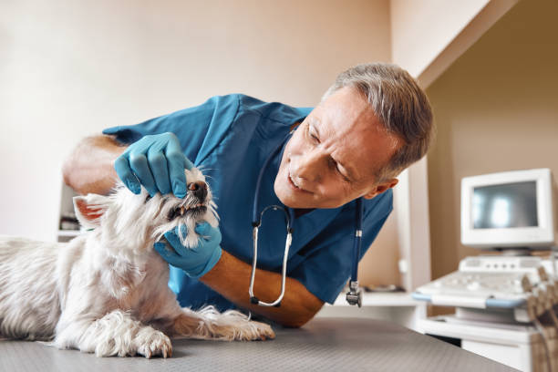 Best 24-Hour Emergency Dentist in Wanatah, IN